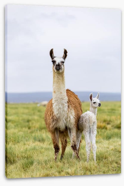 Wrong way little llama