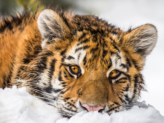 A snowy stare