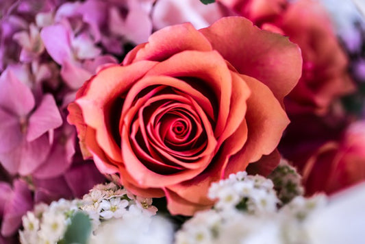 A rose among thorns