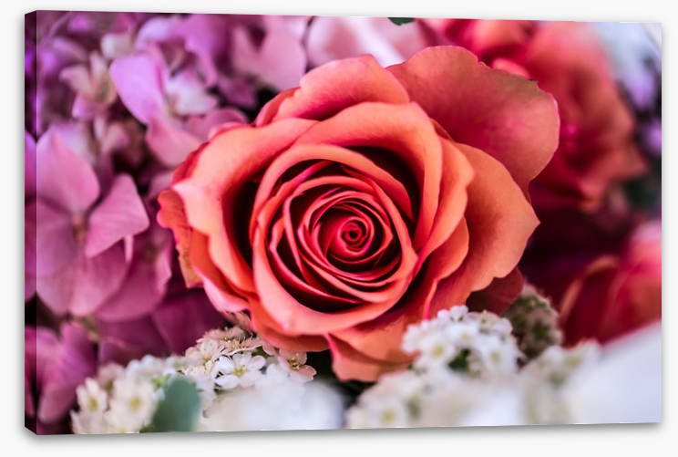 A rose among thorns