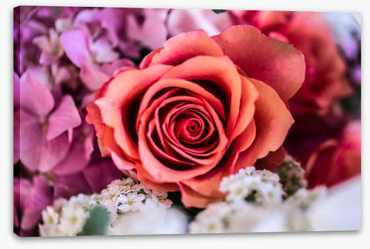 A rose among thorns