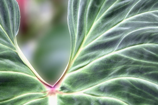 Leaves