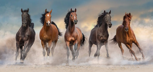The five amigos