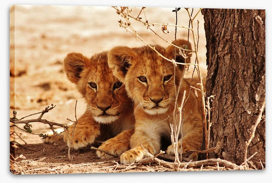 Safari siblings