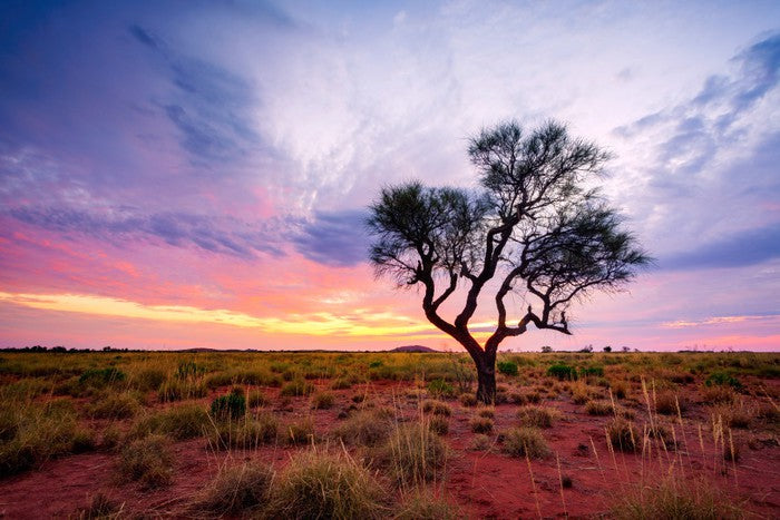 Lonely Hakea tree