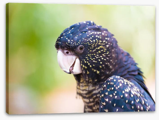 Cocky black cockatoo