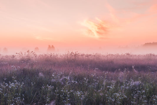 Good morning meadow