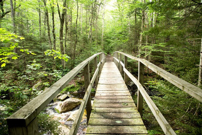 Footbridge to the forest