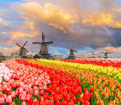 Tulip meadow mills