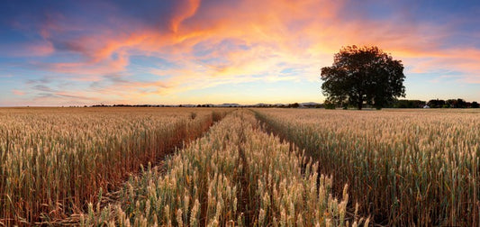 Agriculture
