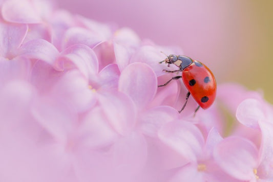 Insects