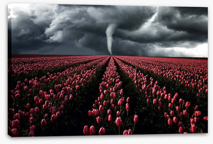 Tornado in the tulips
