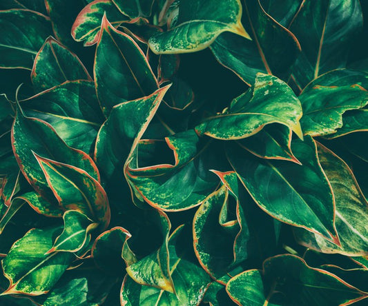 Leaves