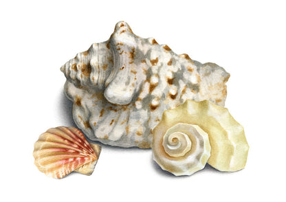 Three shells I