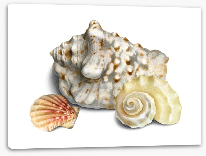 Three shells I