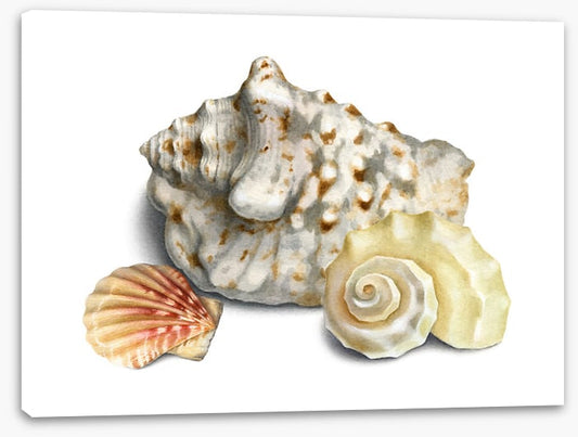 Three shells I