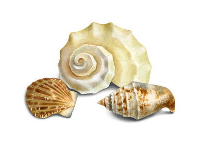 Three shells II