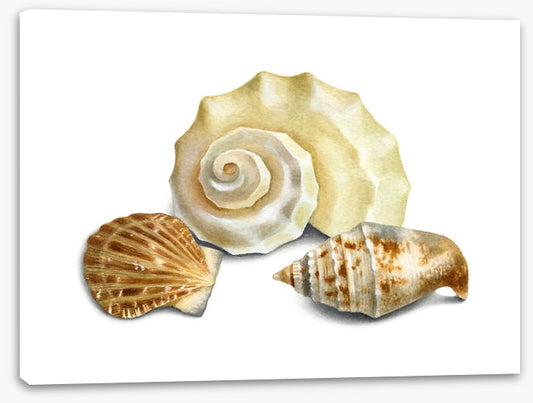 Three shells II