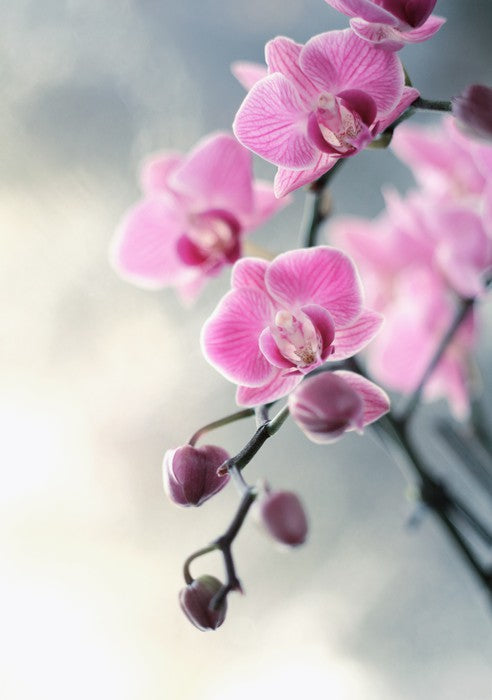 Pink orchid blush