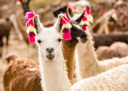 Lulu the llama
