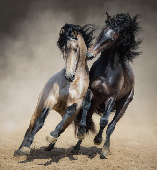 Horseplay