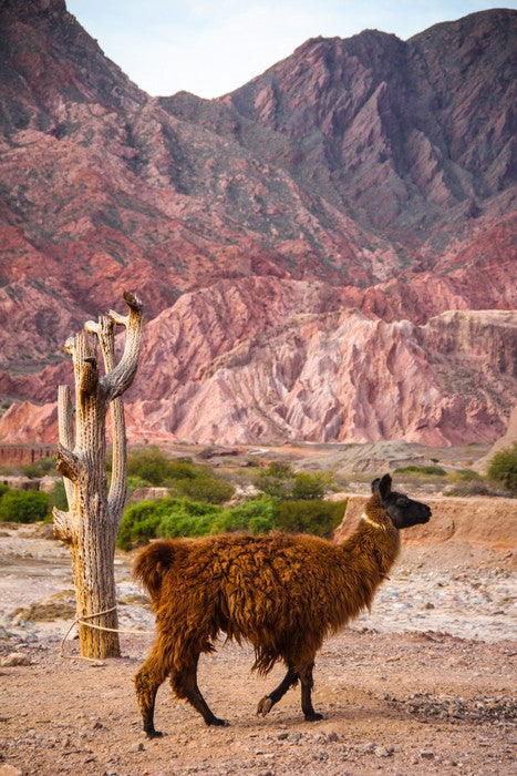 Alpaca in the Andes