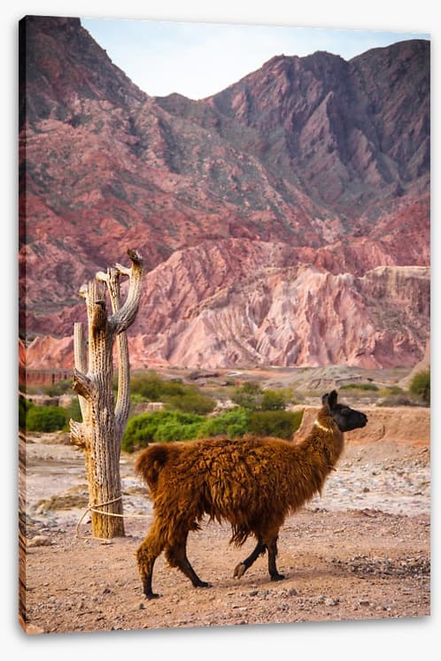 Alpaca in the Andes