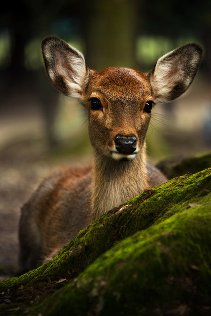 Doe eyes