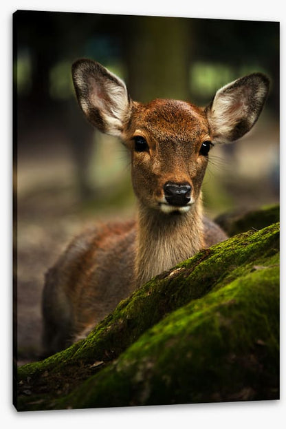 Doe eyes