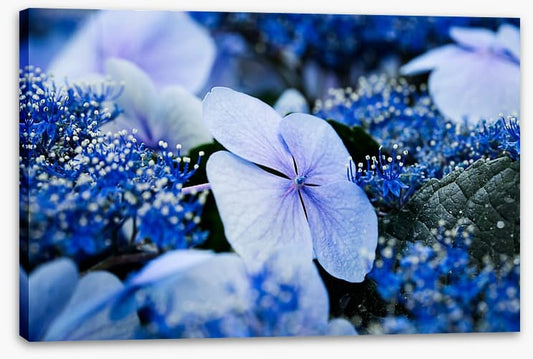 Hydrangea blues