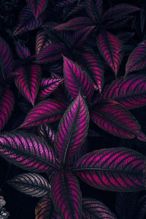 Persian shield perfection