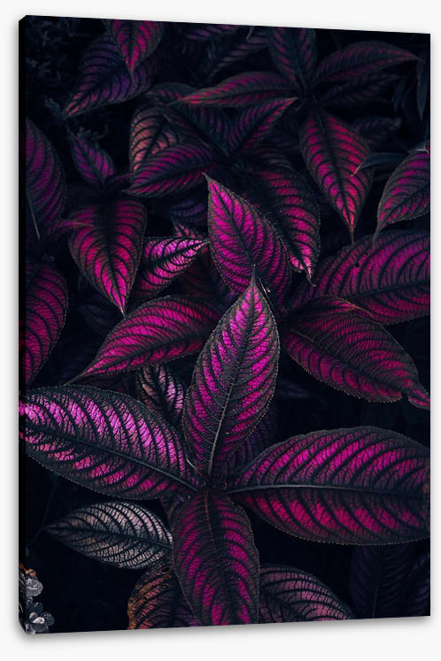 Persian shield perfection