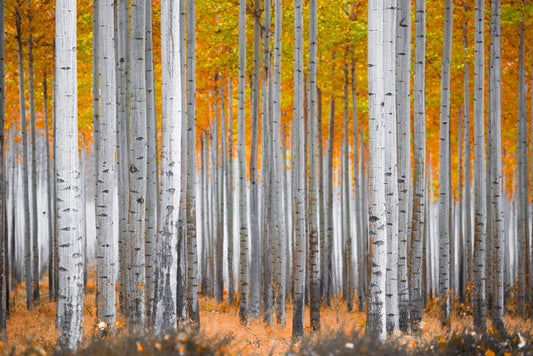 Between the birch