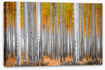 Between the birch