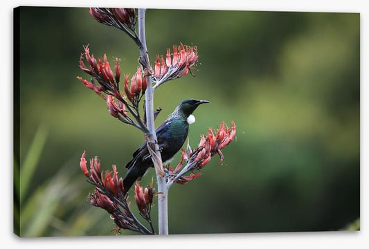 Tui in the tree