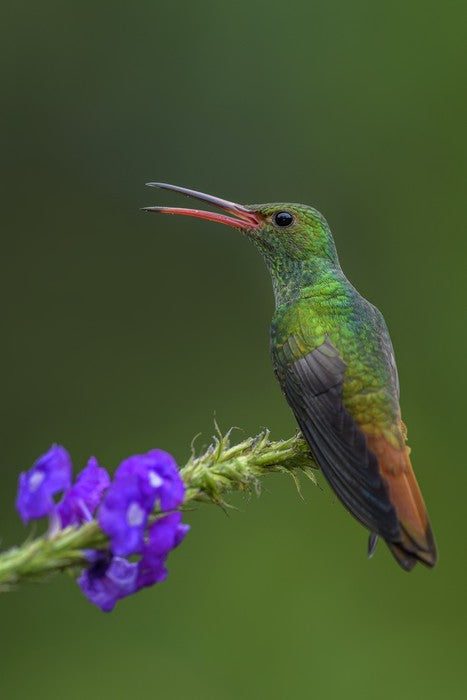 Birds