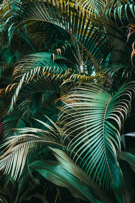 Jungle dreams