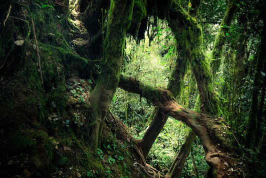 Forests