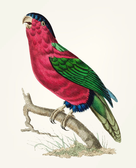 Birds