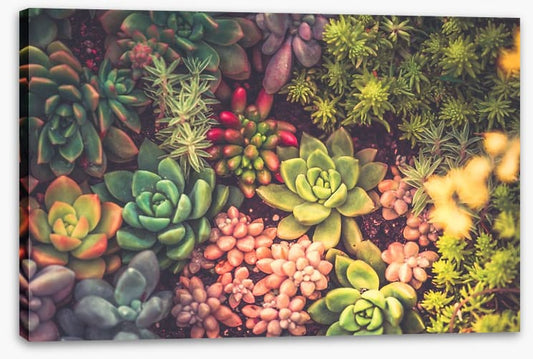 Succulent surprise