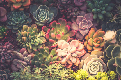 Succulent shadows