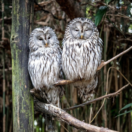 Together in the tree