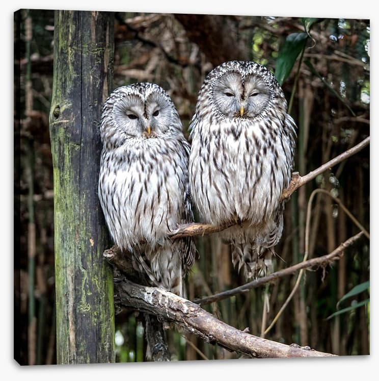 Together in the tree