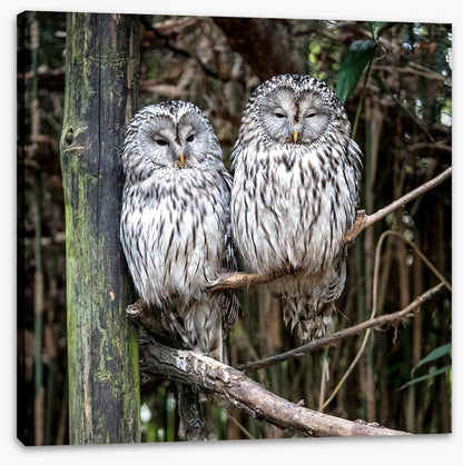 Together in the tree