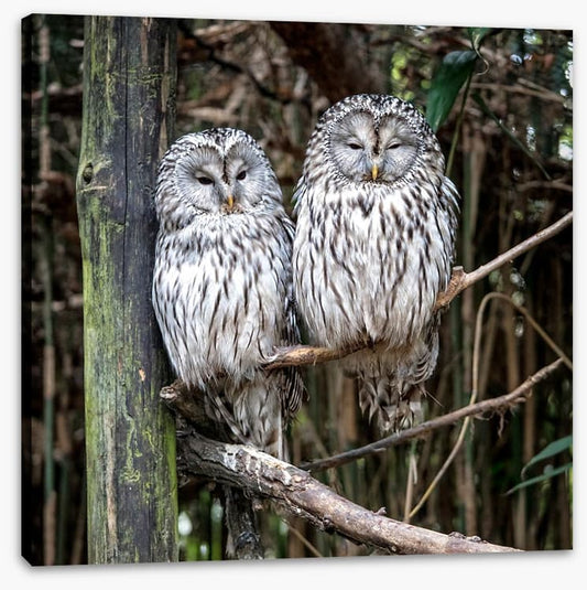 Together in the tree