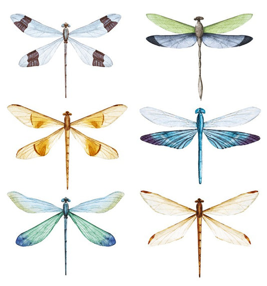 Dragonfly delight