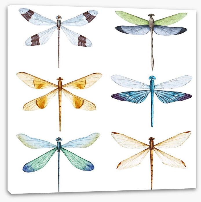 Dragonfly delight