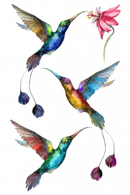 Birds