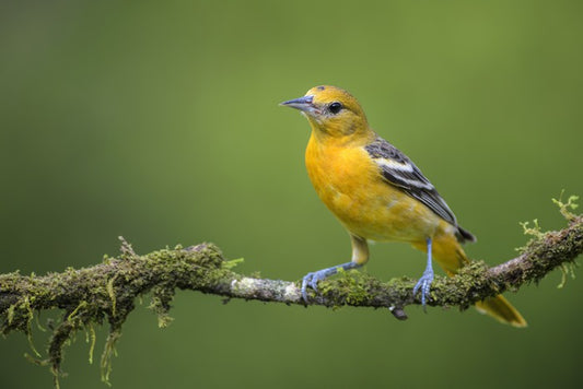 Birds