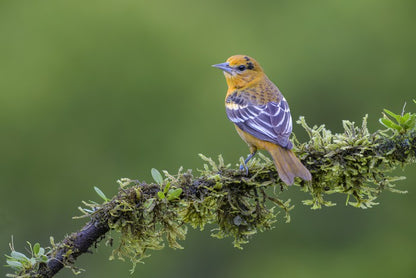 Birds